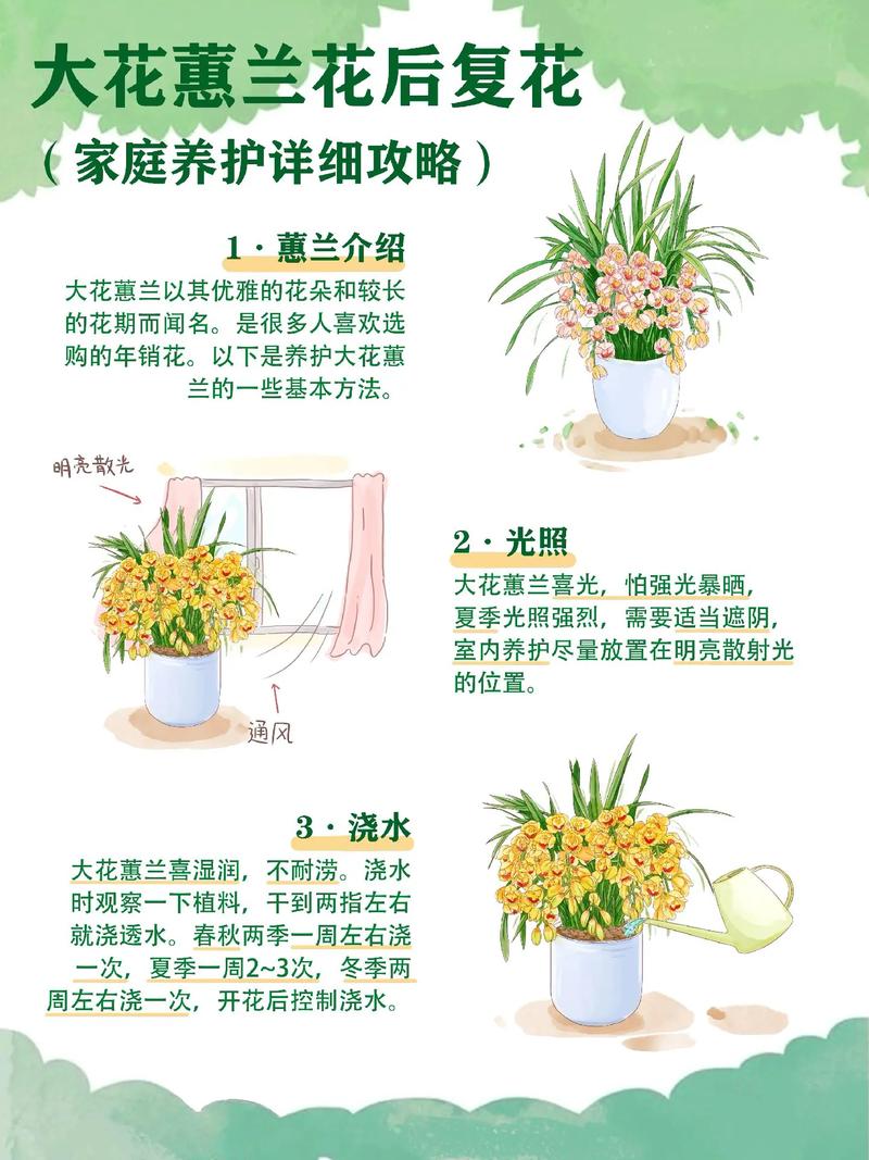 惠兰花怎么养才开花？惠兰花怎么养视频？-第6张图片-优品飞百科