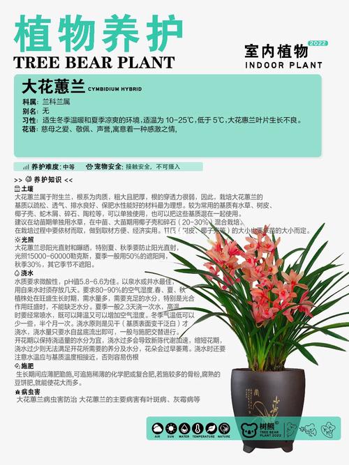 惠兰花怎么养才开花？惠兰花怎么养视频？-第7张图片-优品飞百科