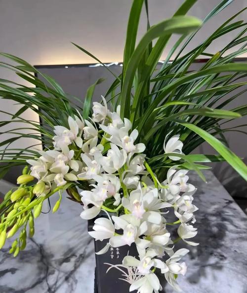 惠兰花怎么养才开花？惠兰花怎么养视频？-第8张图片-优品飞百科