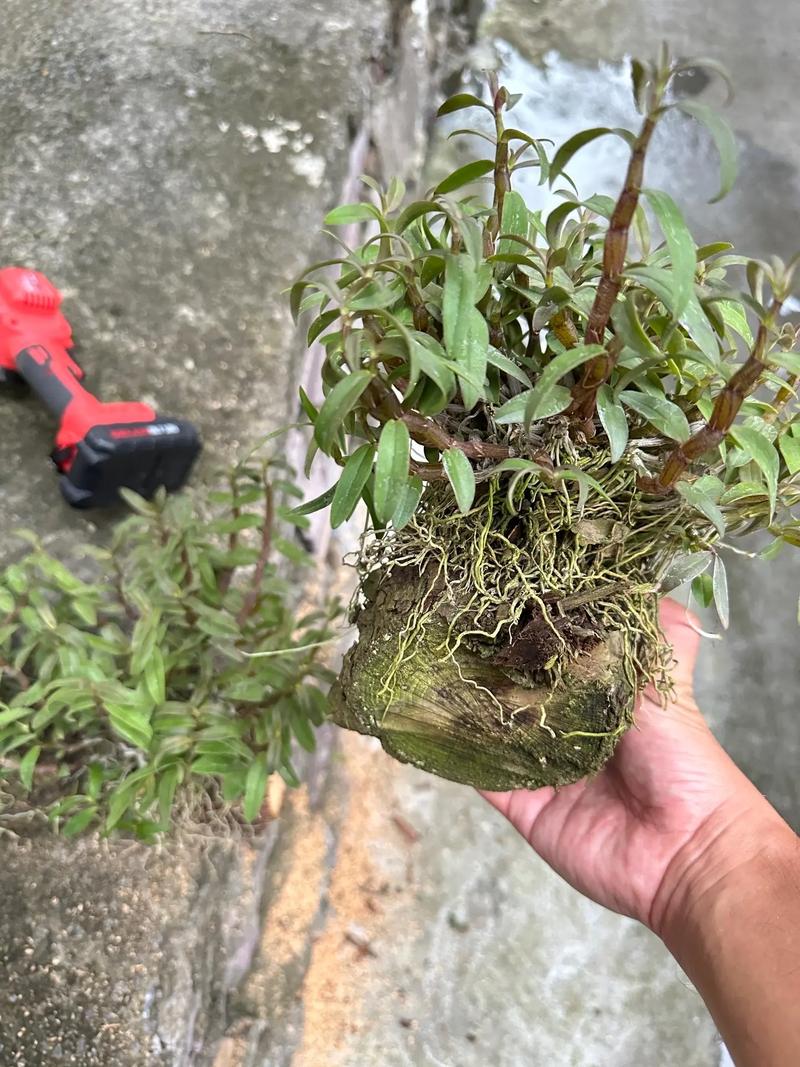 用铁皮石斛怎么繁殖？铁皮石斛的主要繁殖栽培方法？-第1张图片-优品飞百科