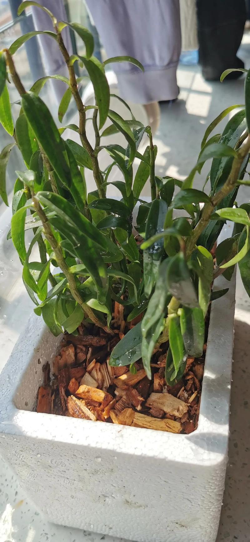 用铁皮石斛怎么繁殖？铁皮石斛的主要繁殖栽培方法？-第2张图片-优品飞百科