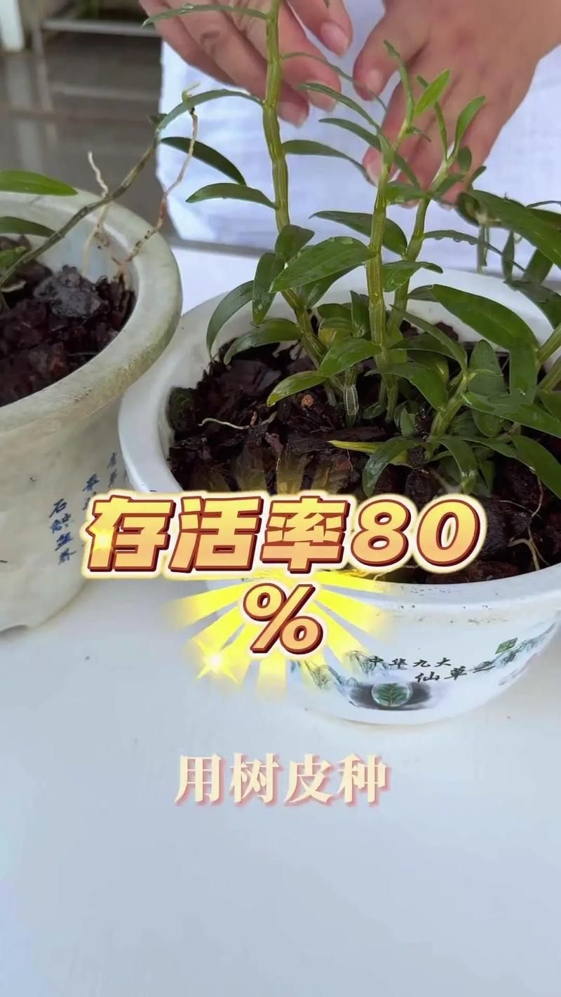 用铁皮石斛怎么繁殖？铁皮石斛的主要繁殖栽培方法？-第3张图片-优品飞百科