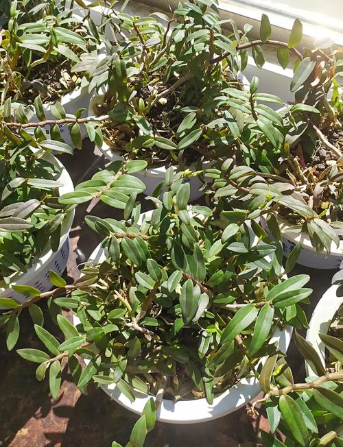 用铁皮石斛怎么繁殖？铁皮石斛的主要繁殖栽培方法？-第4张图片-优品飞百科