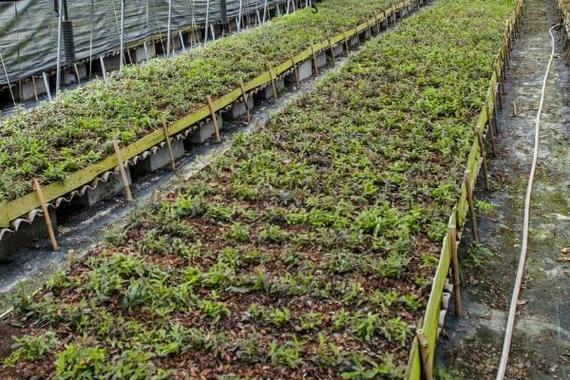 用铁皮石斛怎么繁殖？铁皮石斛的主要繁殖栽培方法？-第5张图片-优品飞百科