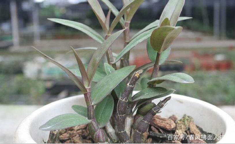 用铁皮石斛怎么繁殖？铁皮石斛的主要繁殖栽培方法？-第7张图片-优品飞百科