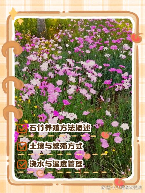 瞿麦的养殖方法，瞿麦怎么养