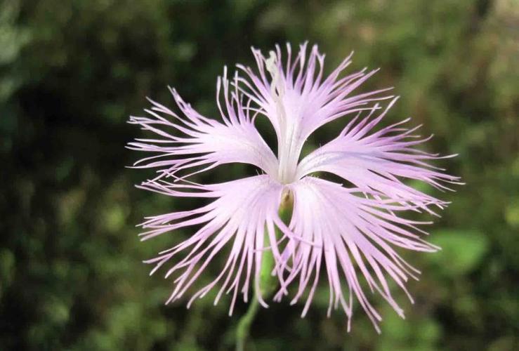 瞿麦的养殖方法，瞿麦怎么养-第2张图片-优品飞百科