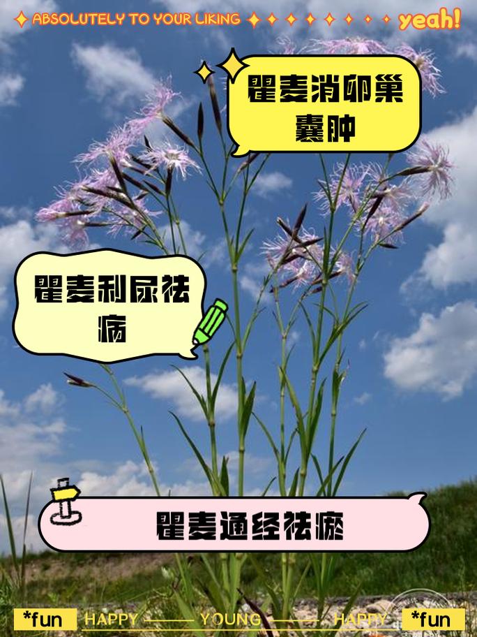 瞿麦的养殖方法，瞿麦怎么养-第3张图片-优品飞百科