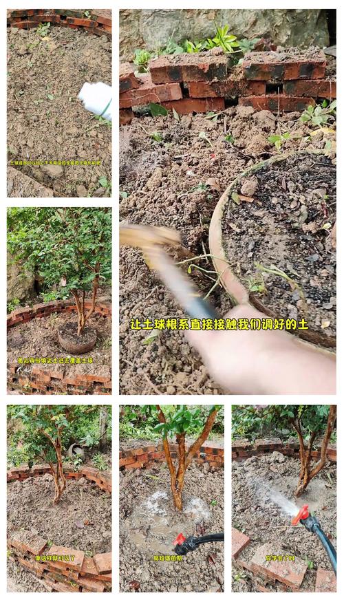 果树冬天可以移栽吗？冬天果树苗可以放几天？-第1张图片-优品飞百科