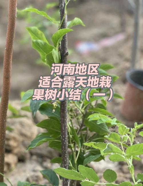 果树冬天可以移栽吗？冬天果树苗可以放几天？-第2张图片-优品飞百科