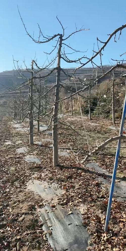 果树冬天可以移栽吗？冬天果树苗可以放几天？-第3张图片-优品飞百科