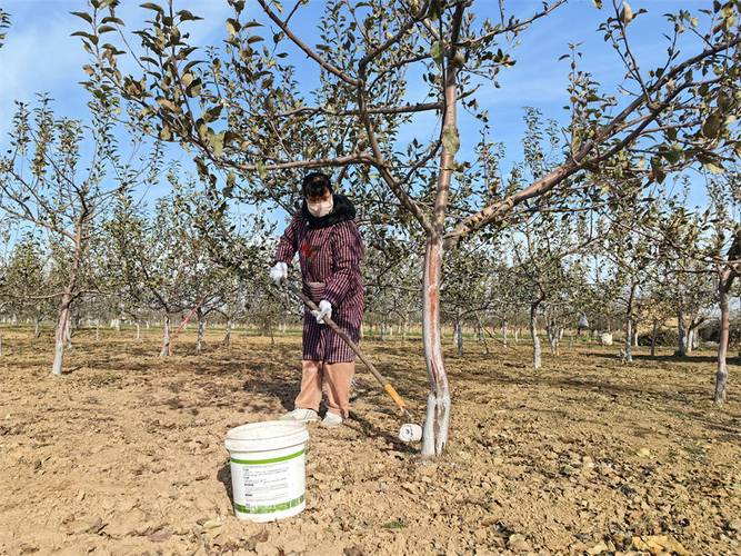 果树冬天可以移栽吗？冬天果树苗可以放几天？-第4张图片-优品飞百科