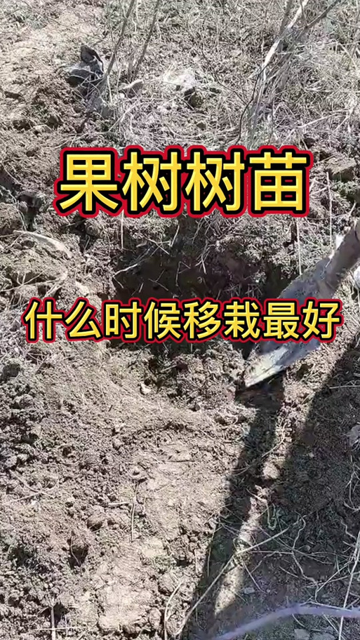果树冬天可以移栽吗？冬天果树苗可以放几天？-第6张图片-优品飞百科