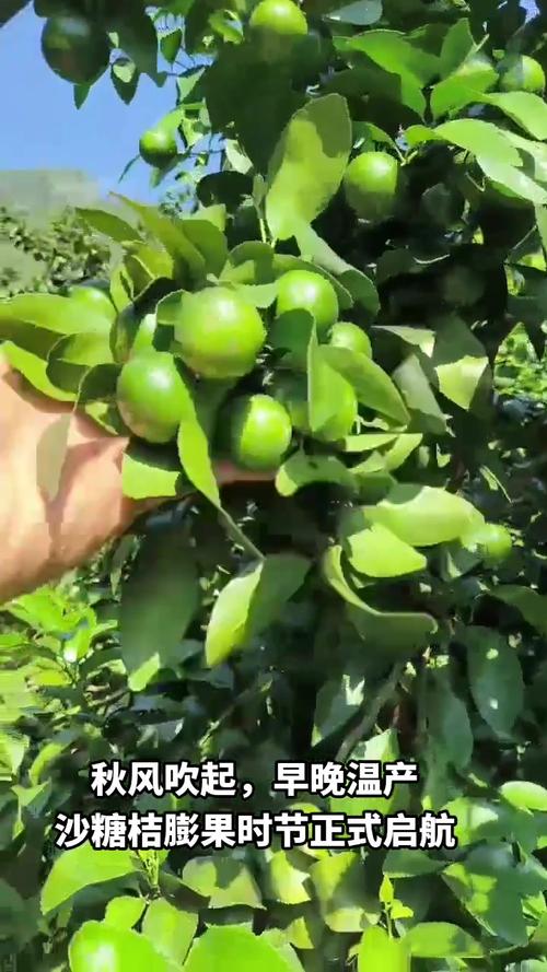 果树冬天可以移栽吗？冬天果树苗可以放几天？-第7张图片-优品飞百科