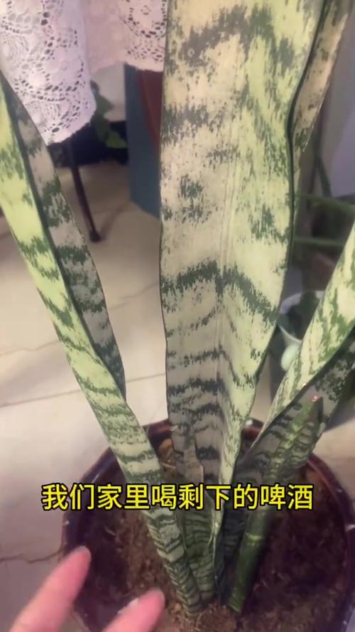 虎皮兰可以用啤酒浇吗，虎皮兰适合用啤酒浇吗-第2张图片-优品飞百科