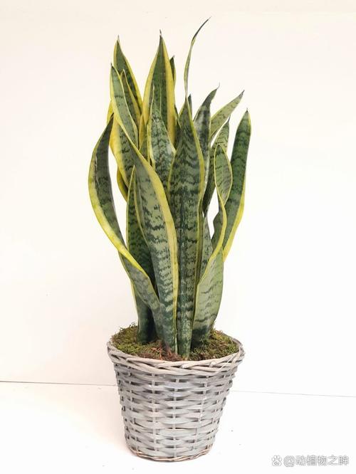 虎皮兰可以用啤酒浇吗，虎皮兰适合用啤酒浇吗-第4张图片-优品飞百科