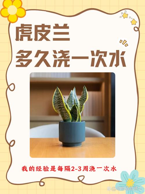 虎皮兰可以用啤酒浇吗，虎皮兰适合用啤酒浇吗-第6张图片-优品飞百科