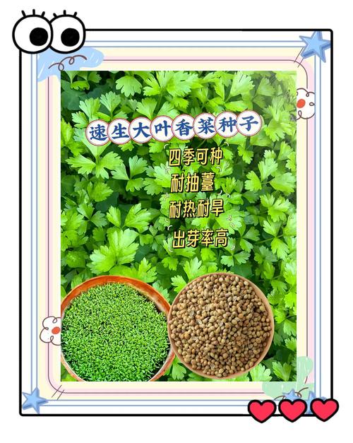 香菜种子怎么种植，香菜种子怎么种植容易发芽
