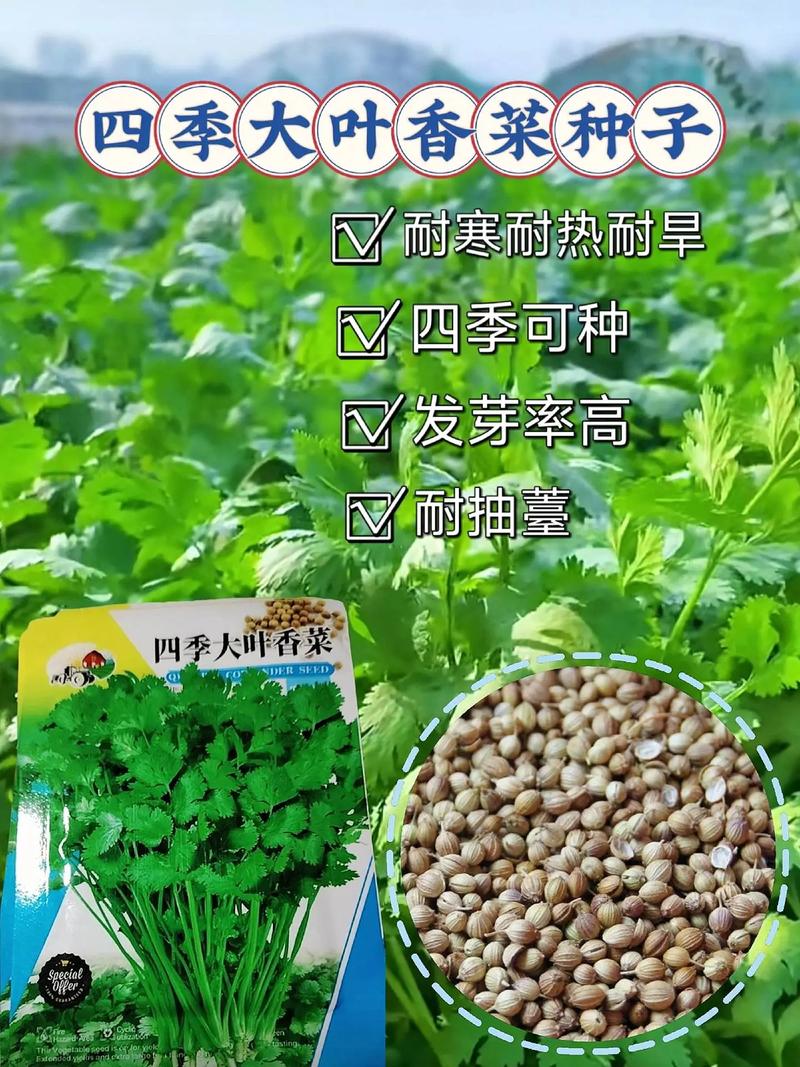 香菜种子怎么种植,香菜种子怎么种植容易发芽-第2张图片-优品飞百科 香菜种子怎么种植,香菜种子怎么种植容易发芽-第2张图片-优品飞百科