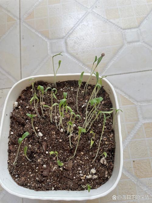 香菜种子怎么种植,香菜种子怎么种植容易发芽-第3张图片-优品飞百科 香菜种子怎么种植,香菜种子怎么种植容易发芽-第3张图片-优品飞百科