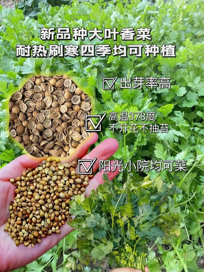 香菜种子怎么种植,香菜种子怎么种植容易发芽-第4张图片-优品飞百科 香菜种子怎么种植,香菜种子怎么种植容易发芽-第4张图片-优品飞百科