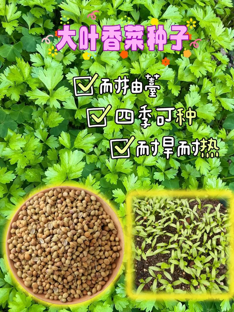香菜种子怎么种植,香菜种子怎么种植容易发芽-第5张图片-优品飞百科 香菜种子怎么种植,香菜种子怎么种植容易发芽-第5张图片-优品飞百科
