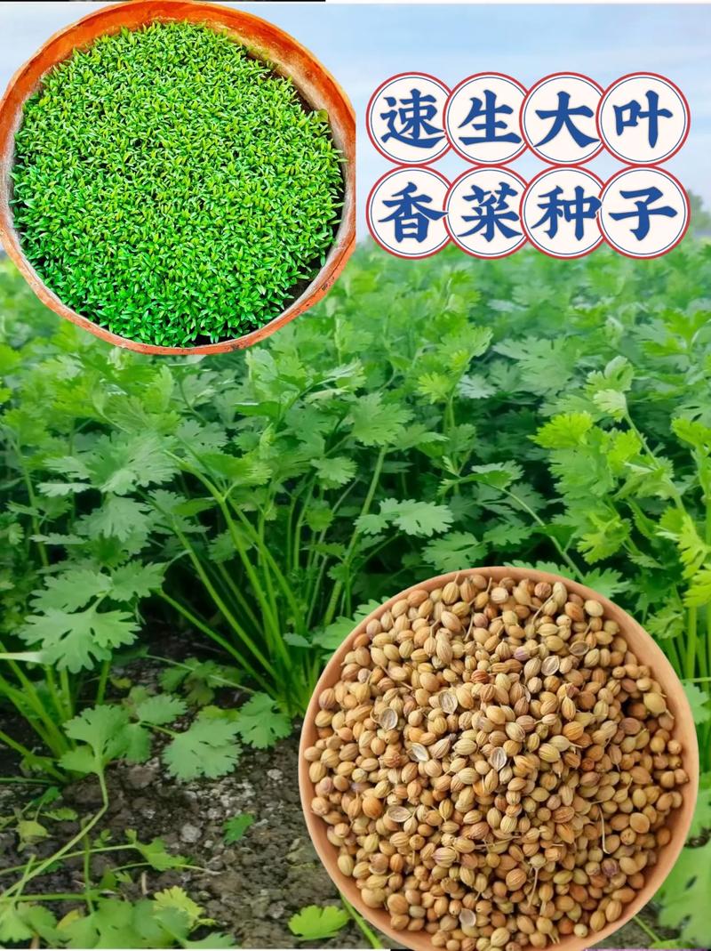 香菜种子怎么种植,香菜种子怎么种植容易发芽-第6张图片-优品飞百科 香菜种子怎么种植,香菜种子怎么种植容易发芽-第6张图片-优品飞百科