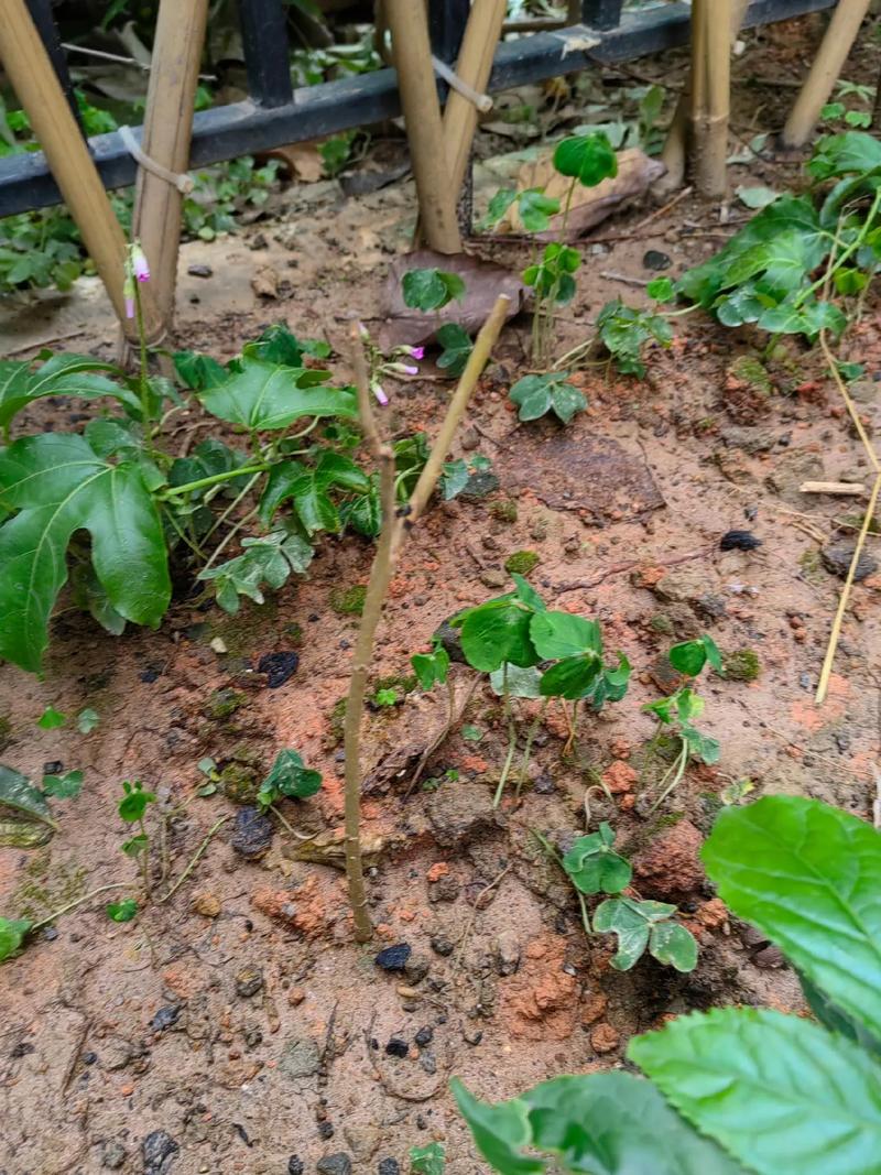 桑树种子怎么种，桑树种籽-第1张图片-优品飞百科