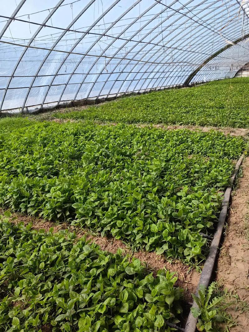 桑树种子怎么种，桑树种籽-第2张图片-优品飞百科