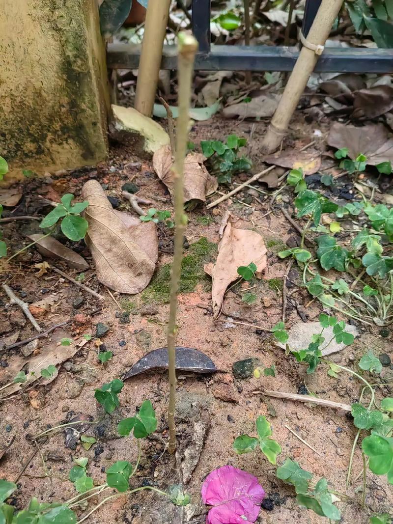 桑树种子怎么种，桑树种籽-第3张图片-优品飞百科