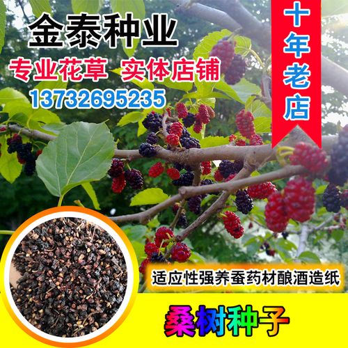 桑树种子怎么种，桑树种籽-第4张图片-优品飞百科