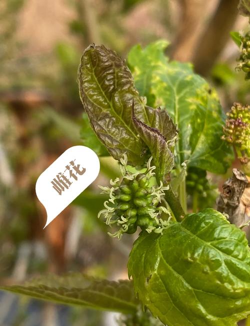 桑树种子怎么种，桑树种籽-第5张图片-优品飞百科