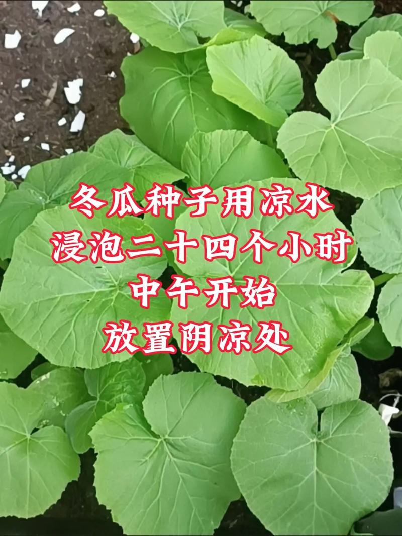 桑树种子怎么种，桑树种籽-第7张图片-优品飞百科