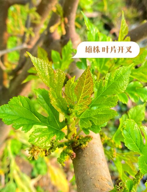 桑树种子怎么种，桑树种籽-第6张图片-优品飞百科