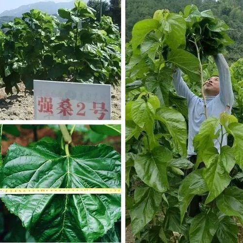 桑树种子怎么种，桑树种籽-第8张图片-优品飞百科