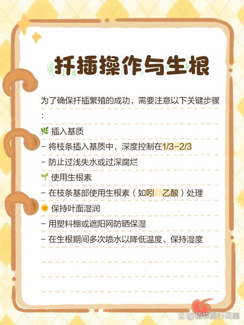 什么时间扦插菊花,扦插菊花什么时间移栽?-第1张图片-优品飞百科 什么时间扦插菊花,扦插菊花什么时间移栽?-第1张图片-优品飞百科