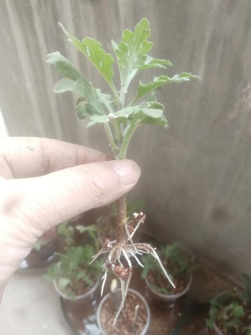 什么时间扦插菊花,扦插菊花什么时间移栽?-第2张图片-优品飞百科 什么时间扦插菊花,扦插菊花什么时间移栽?-第2张图片-优品飞百科