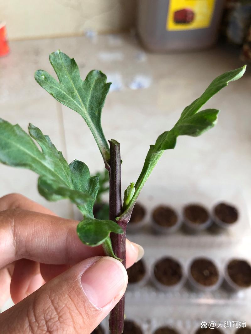 什么时间扦插菊花,扦插菊花什么时间移栽?-第3张图片-优品飞百科 什么时间扦插菊花,扦插菊花什么时间移栽?-第3张图片-优品飞百科