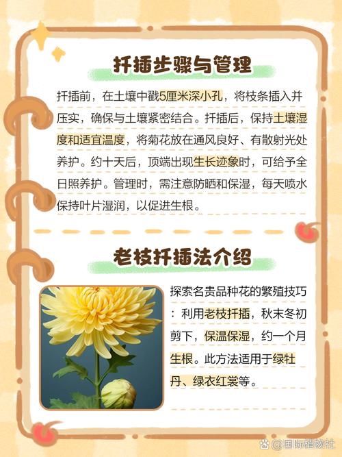 什么时间扦插菊花,扦插菊花什么时间移栽?-第4张图片-优品飞百科 什么时间扦插菊花,扦插菊花什么时间移栽?-第4张图片-优品飞百科
