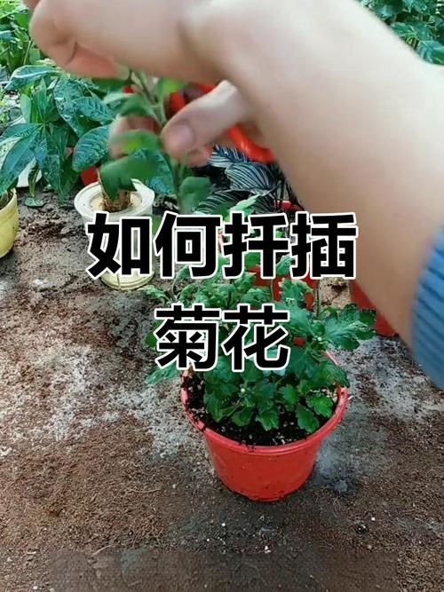 什么时间扦插菊花,扦插菊花什么时间移栽?-第5张图片-优品飞百科 什么时间扦插菊花,扦插菊花什么时间移栽?-第5张图片-优品飞百科