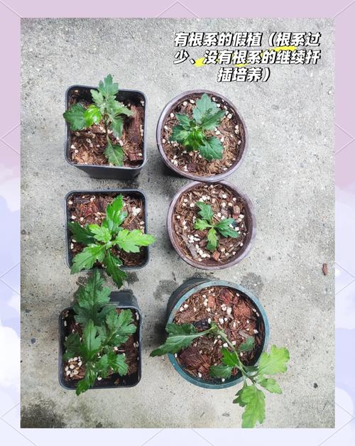 什么时间扦插菊花,扦插菊花什么时间移栽?-第6张图片-优品飞百科 什么时间扦插菊花,扦插菊花什么时间移栽?-第6张图片-优品飞百科