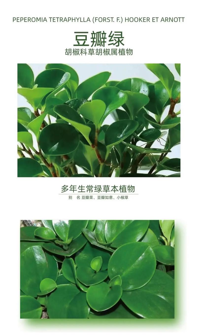 豆瓣绿夏天怎么养，豆瓣绿夏天休眠吗