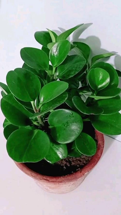 豆瓣绿夏天怎么养,豆瓣绿夏天休眠吗-第2张图片-优品飞百科 豆瓣绿夏天怎么养,豆瓣绿夏天休眠吗-第2张图片-优品飞百科