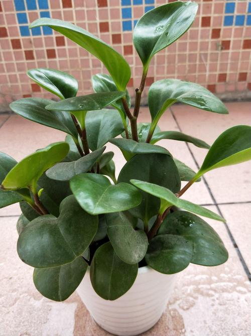 豆瓣绿夏天怎么养,豆瓣绿夏天休眠吗-第4张图片-优品飞百科 豆瓣绿夏天怎么养,豆瓣绿夏天休眠吗-第4张图片-优品飞百科