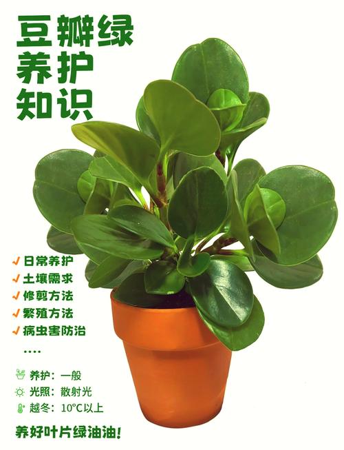 豆瓣绿夏天怎么养,豆瓣绿夏天休眠吗-第6张图片-优品飞百科 豆瓣绿夏天怎么养,豆瓣绿夏天休眠吗-第6张图片-优品飞百科