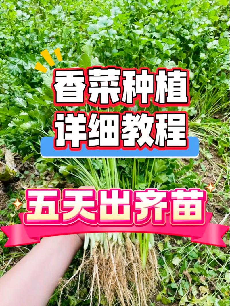 芫荽如何种植，芫荽怎么种植出的快？