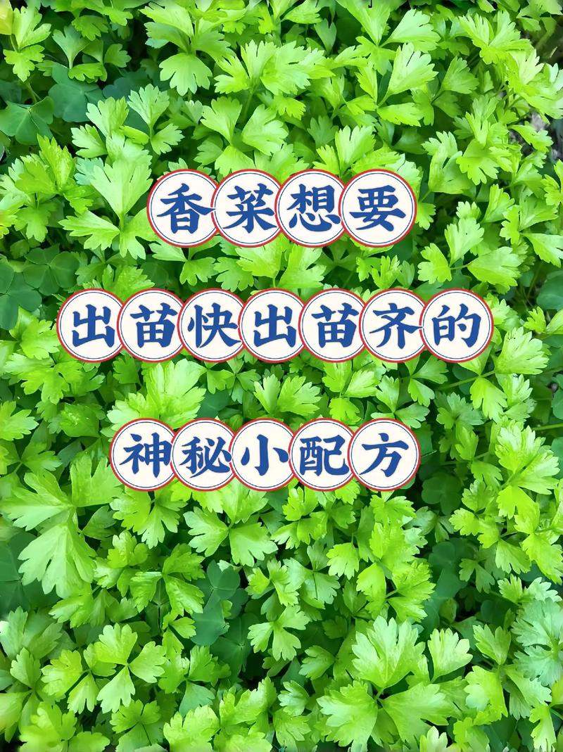 芫荽如何种植，芫荽怎么种植出的快？-第2张图片-优品飞百科