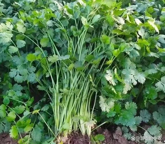 芫荽如何种植，芫荽怎么种植出的快？-第3张图片-优品飞百科