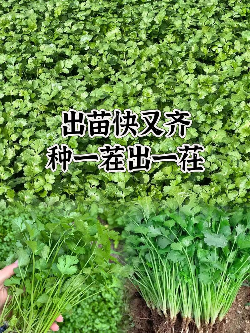 芫荽如何种植，芫荽怎么种植出的快？-第4张图片-优品飞百科