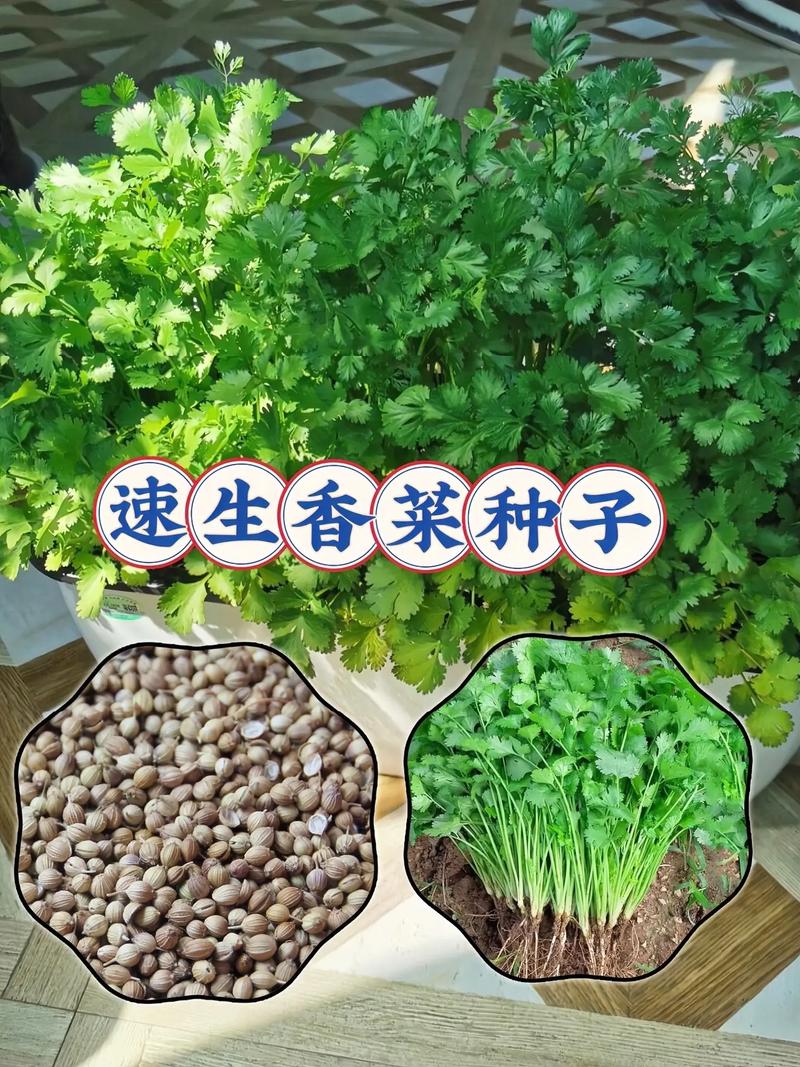 芫荽如何种植，芫荽怎么种植出的快？-第5张图片-优品飞百科